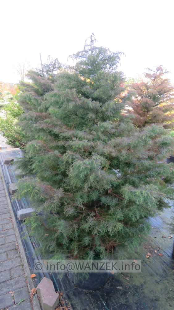 Cryptomeria japonica Elegans 02.JPG